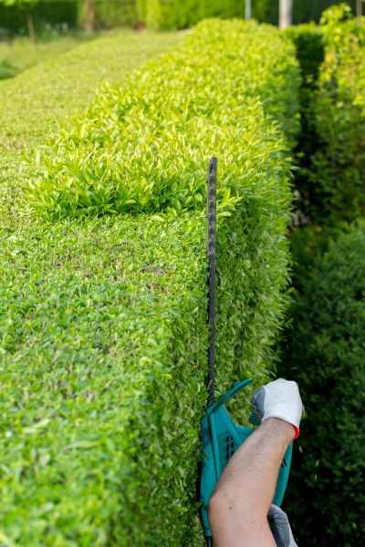 Hedge Trimming in Manchester