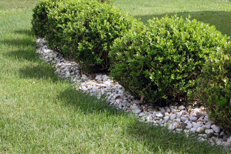 Boxwood Pruning