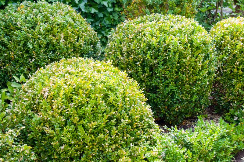 Pruned Bush